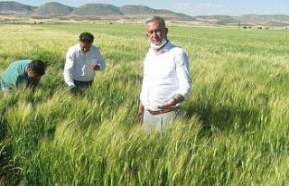 Araban’da süne uyarısı