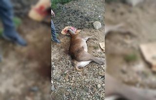 Araç çarpan yaralı kızıl geyik tedavi altına...