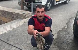 Araca sıkışan kedi itfaiye ekiplerince kurtarıldı
