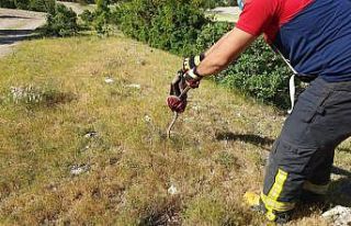 Aracın motor kısmına saklanan yılan, itfaiyeye...
