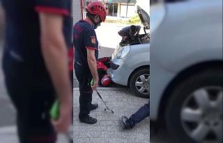 Aracın motoruna sıkışan yavru kediyi itfaiye kurtardı