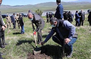 Ardahan’da binlerce ağaç toprakla buluştu
