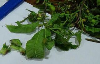 Arıcıların korkusu, katil arı Giresun’da da...