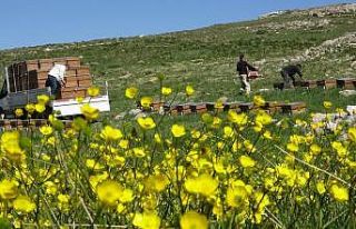Arıların tatlı yolculuğu başladı, en büyük...