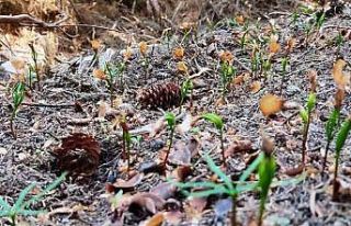 Artvin ormanlarında gençleştirme çalışmaları...
