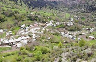 Artvin’de kene kabusu geri döndü