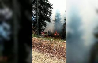 Artvin’de orman yangını