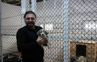 Artvin’de sokak köpeği tek seferde 14 yavru doğurdu