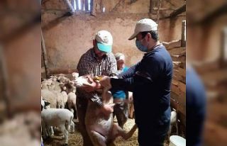 Aslanapa’da ’’Veba ve brucella’’ aşılama...
