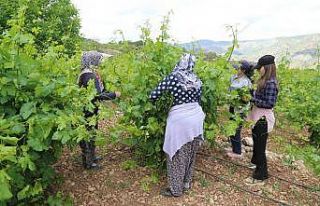 Asma yaprağı üreticiyi sevindiriyor