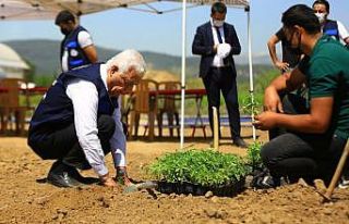 Ata tohumları toprakla buluştu
