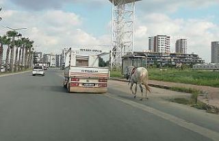 Atı kamyonet arkasına bağlayıp koşturana 1033...