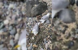 Ayaklarına balık kancası takılan iki martıyı...
