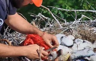 Ayaklarına ip dolanan yavru leylekleri belediye ekipleri...