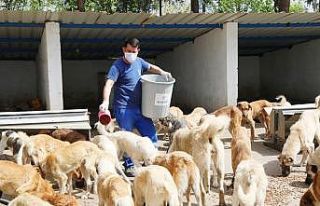 Aydın Büyükşehir Belediyesi can dostları yalnız...
