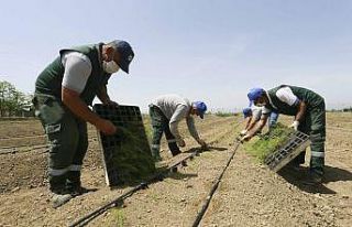 Aydın Büyükşehir Belediyesi çiftçilere dağıtılacak...