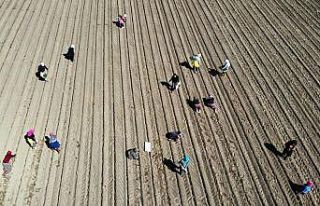 Aydın’da buğday ve ayçiçeği ekimleri arttı