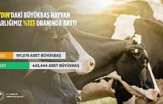 Aydın’da büyükbaş hayvan sayısı artış gösterdi