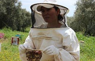 Aydınlı kadınların ürettikleri anaarılar Türkiye’ye...