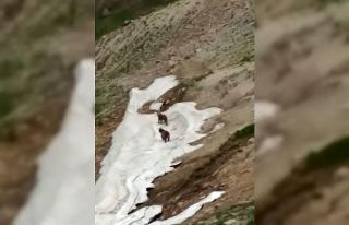 Ayıların kar sevinci