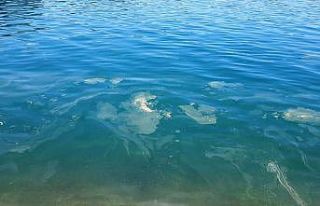 Ayvalık’ta deniz salyası alarmı