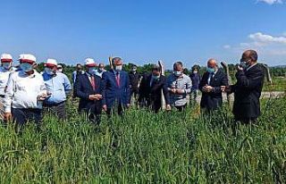 Bafra’da Fiğ Yetiştiriciliği Tarla Günü