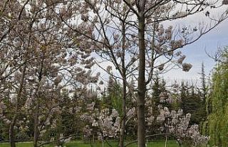 Bahar mevsimine yakışan kartpostallık manzaralar