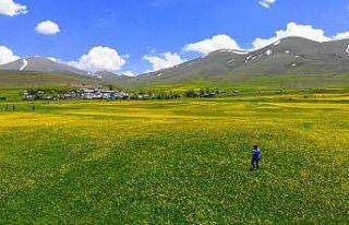 Baharın gelmesiyle Mayıs çiçekleri Erzurum’u...