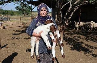 Bakanın hediye ettiği 40 koyun 80’e çıktı