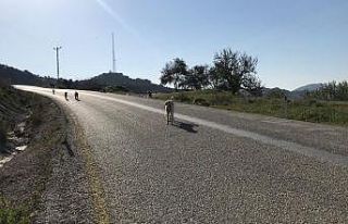 Bakıma muhtaç 17 köpeği ölüme terk eden belediyeye...