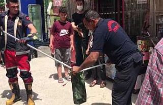 Bakkal dükkanında yılan paniği