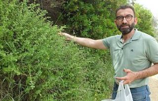 Balıkesir’de kekik hasadına başlandı