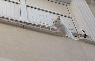 Balkon demirlerine sıkışan kediyi itfaiye ekipleri...