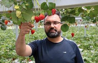 Bankacılığı bırakıp çilek üretimine başladı