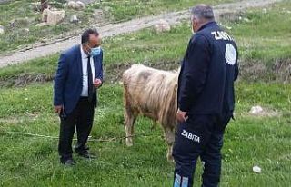 Başıboş bırakılan hayvanların sahiplerine idari...