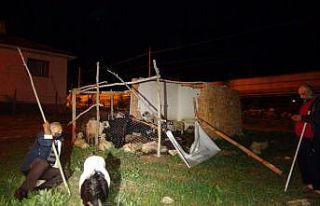 Başıboş köpekler, 12 koyunu telef etti
