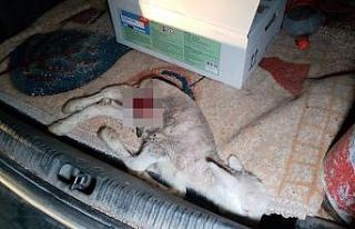 Başıboş köpekler 2 kuzuyu telef etti