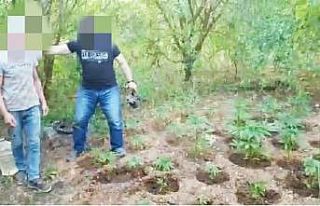 Başkasına ait bahçede yetiştirdiği yasadışı...