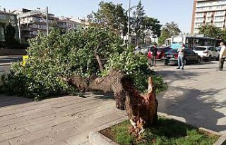 Başkent’te sert esen rüzgardan dolayı devrilen...