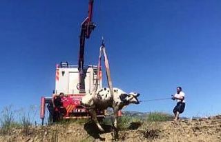 Bataklığa saplanan inek vinç ile kurtarıldı