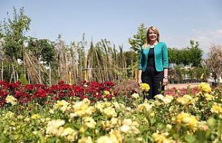 Belediye kendi ürettiği çiçeklerle tasarruf sağlıyor