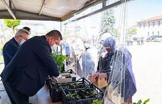 Belediye serasında üretilen 60 bin ata tohumu fideleri...