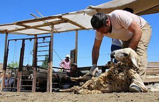 Besicilerin koyun kırkma mesaisi başladı
