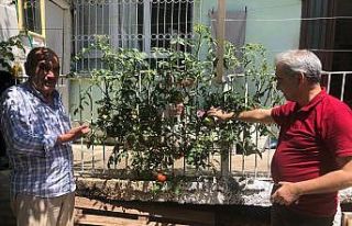 Betonu delen domates görenleri şaşkına çeviriyor