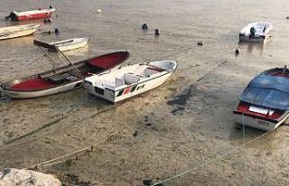 Beyaza bürünen körfezde balıklar tek tek ölmeye...