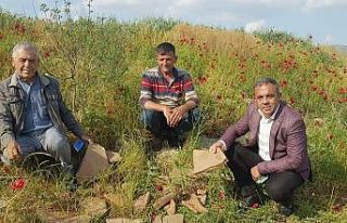 Beydağ Barajı suları çekilince Roma İmparatorluğu...