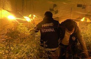 Beykoz’da 300 kök Hint keneviri ele geçirildi