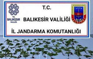 Bigadiç’te jandarmadan kenevir operasyonu