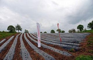 Bilecik tam bir çilek merkezi olacak