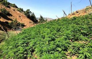 Bingöl’de uyuşturucuya darbe: 110 bin kök kenevir...
